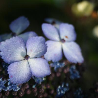 Hydrangea serrata 'Aka-bana-yama'-4-