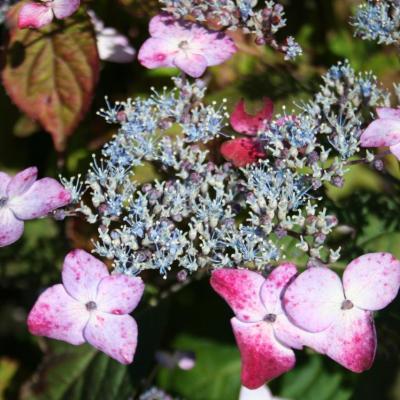 Hydrangea serrata 'Beni-gaku'-4-