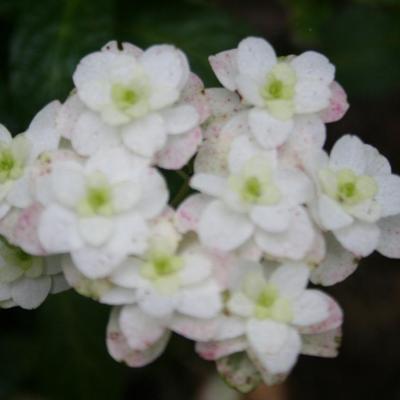 Hydrangea serrata 'Fuji-no-taki'-4-