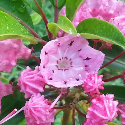 Kalmia 'Ewa' (latifolia)