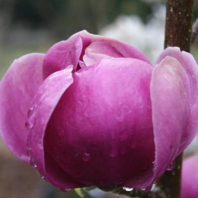 Magnolia BLACK TULIP® 'Jurmag1'-4-