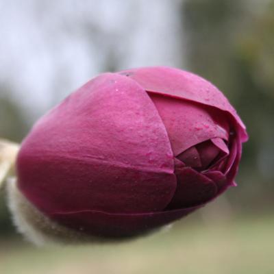 Magnolia BLACK TULIP® 'Jurmag1'