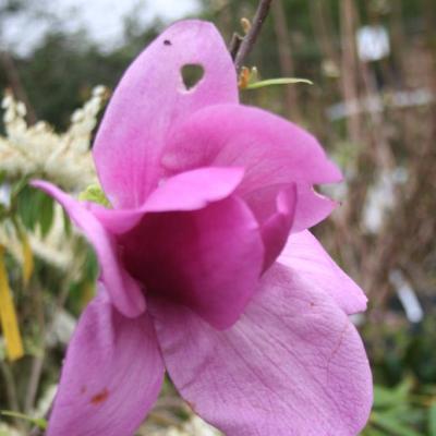 Magnolia 'Cleopatra'®