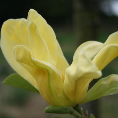 Magnolia 'Daphne'-4-