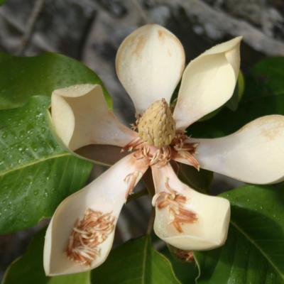 Magnolia delavayi