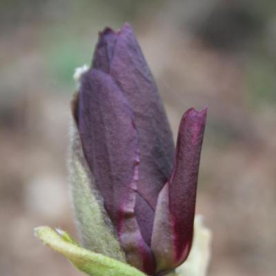 Magnolia 'Génie'®-3-