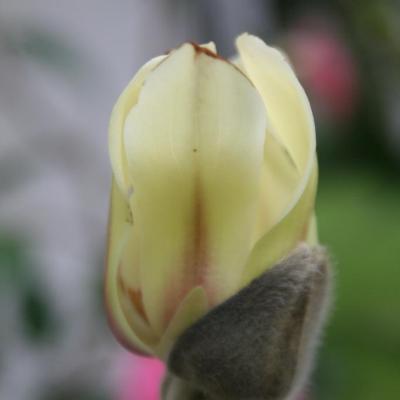 Magnolia 'Green Diamond'