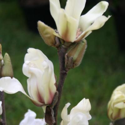 Magnolia 'Green Diamond'-3-