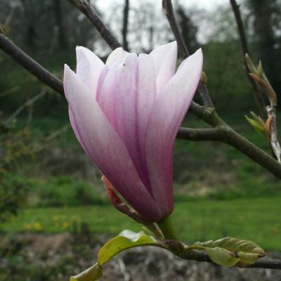 Magnolia 'Heaven Scent'