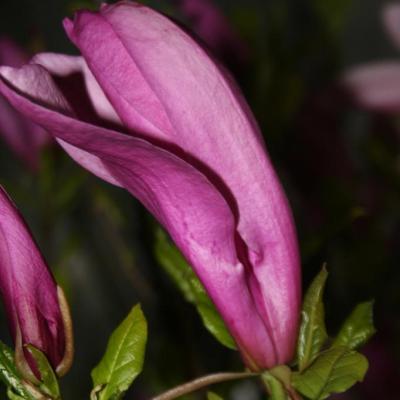 Magnolia liliflora 'Susan'