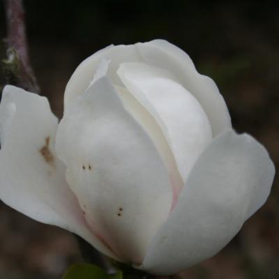 Magnolia 'Sayonara'