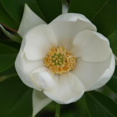 Magnolia virginiana ssp. glauca