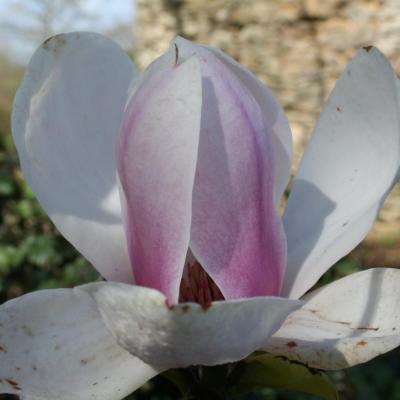 Magnolia xsoulangeana 'Alexandrina'-2-