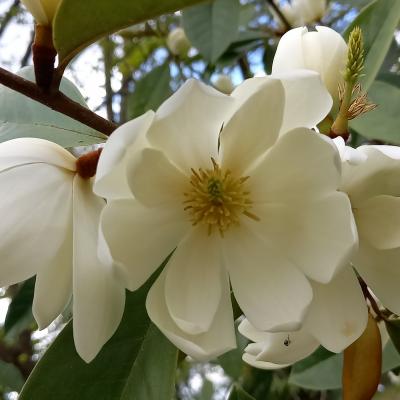 Michelia 'Fairy Cream'®