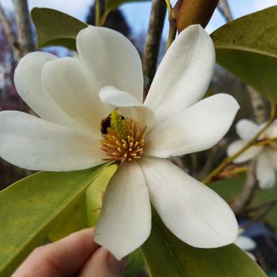 Michelia 'Fairy White'®