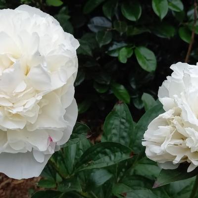 Paeonia lactiflora 'Candidissima'