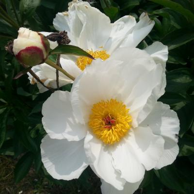 Paeonia lactiflora 'Le Jour'