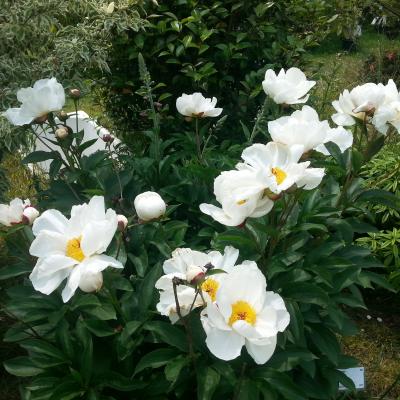 Paeonia lactiflora 'Le Jour'