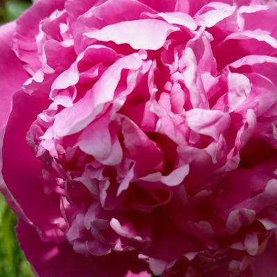 Paeonia lactiflora 'Petite Renée'