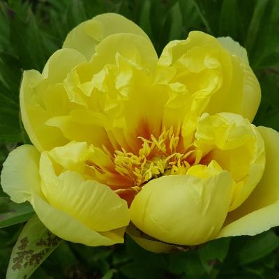 Paeonia x 'Bartzella' (x de Itho)