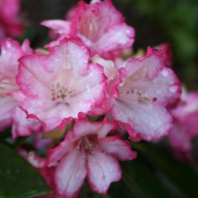 Rhododendron 'Bambi'