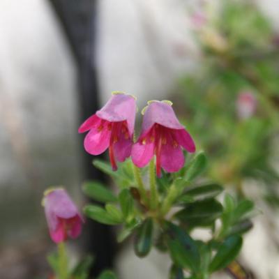 Rhododendron campylogynum groupe Myrtilloïdes