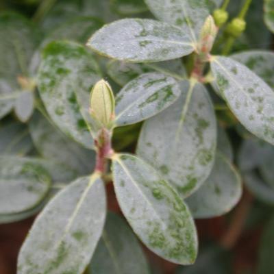 Rhododendron cinnabarinum ssp. xanthocodon Concatenans Group-2-