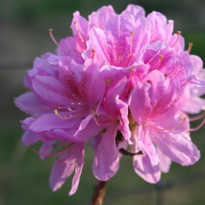 Rhododendron forestii-5-