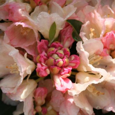 Rhododendron persistant hybride
