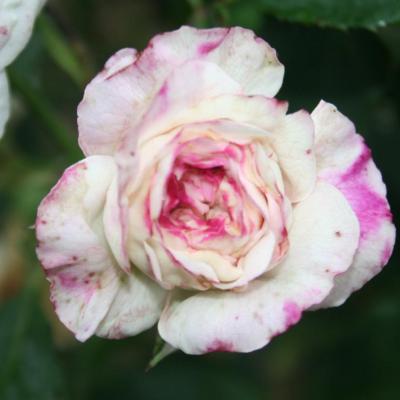 Rosa 'Boule de Neige' (bourbon)