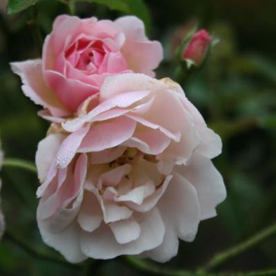Rosa 'Felicia'