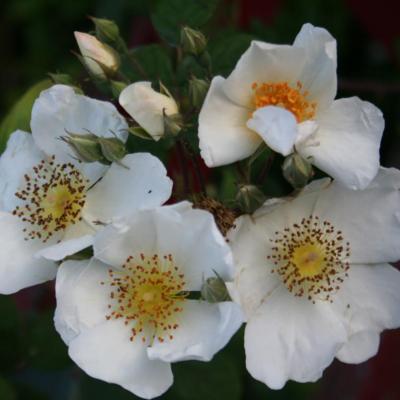 Rosa leschenaultii-2-