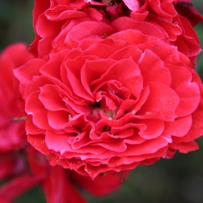 Rosa ORANGE MEILLANDINA 'Meijikatar' ®