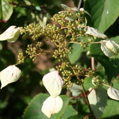 Schizophragma hydrangeoides